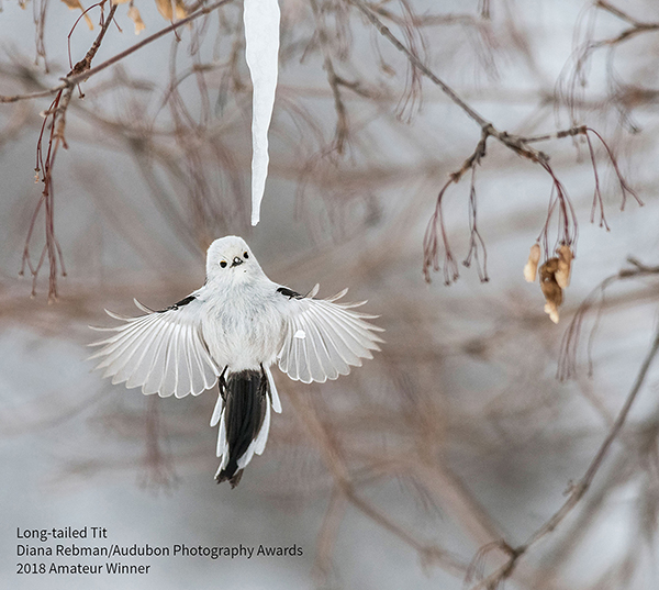 2018 Winners - Amateur Winner Long-tailed-Tit by Diane Rebman