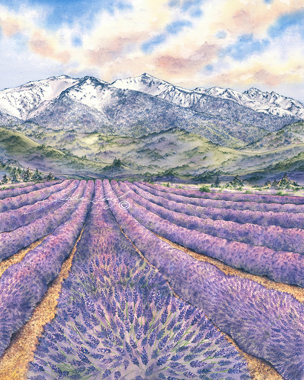  "All Rows Olympics" by Julie Senf  of lavender field