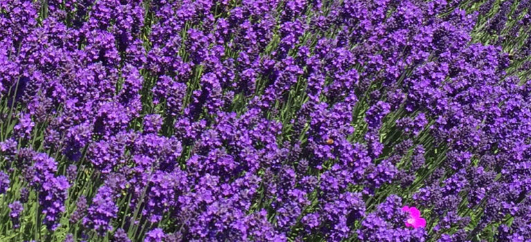 Lavender plants in bloom