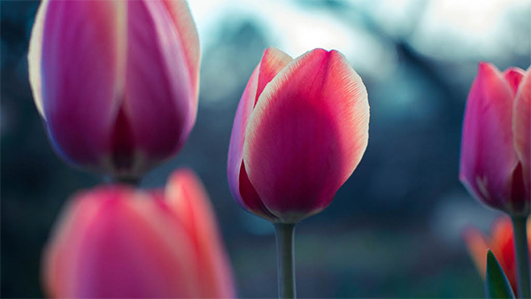 Tulips at Flower Bar at Peninsula Taproom