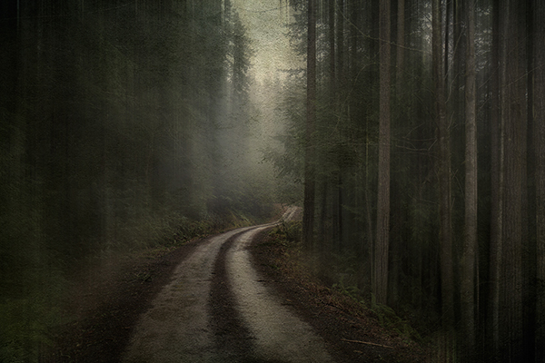 "Hymns to the Silence? by Phil Tauran photo of woods with a road through it