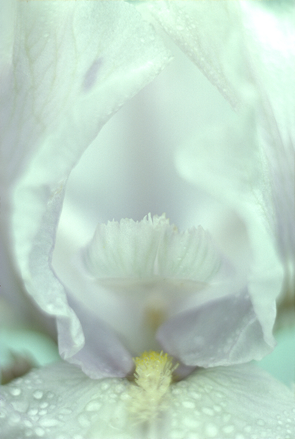 "Iris" by Jan Kepley