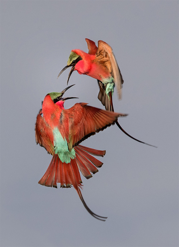 "Southern Carmine Bee-eaters" by Zachary Webster Youth Audubon Photography Award 