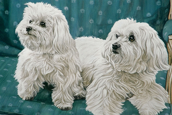 "Two Maltese" by Sally Cays