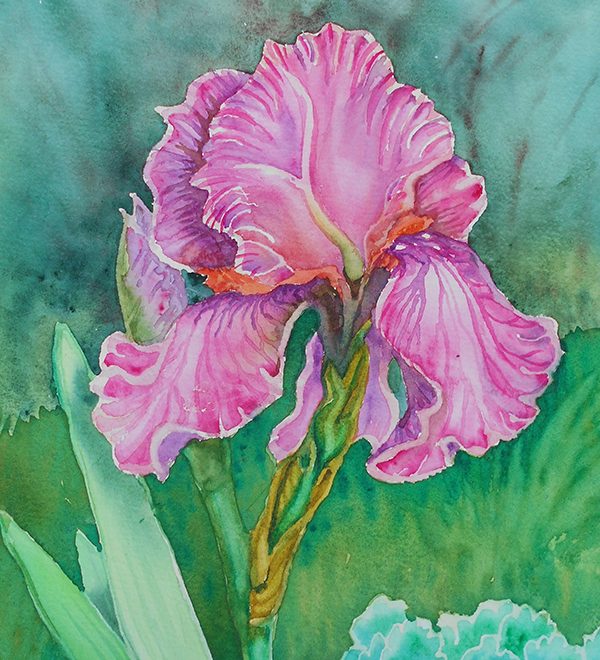 "Iris" by Wendy Goldberg watercolor painting of a iris flower