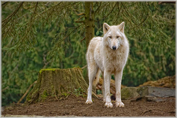 "Wolf" by Barbara Lippert