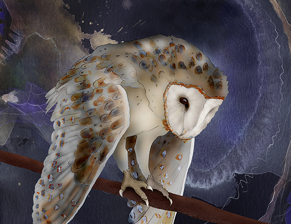 "Barn Owl" by Jeannine Chappell