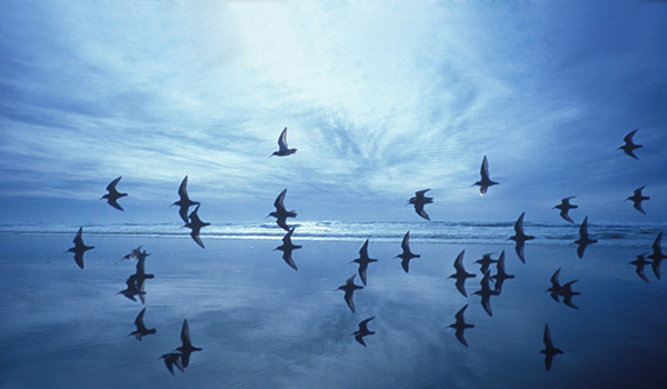 "Gulls in Cloud Swoosh" by Jan Kepley
