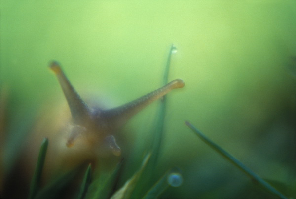 "Slug Closeup" by Jan Kepley
