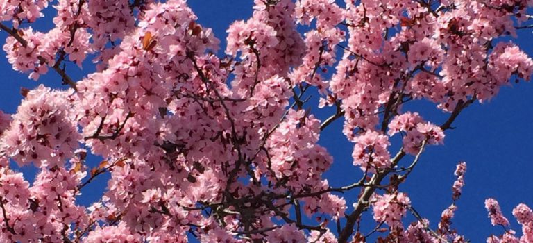 Blue skies with pink plum blossoms by Renne Emiko Brock